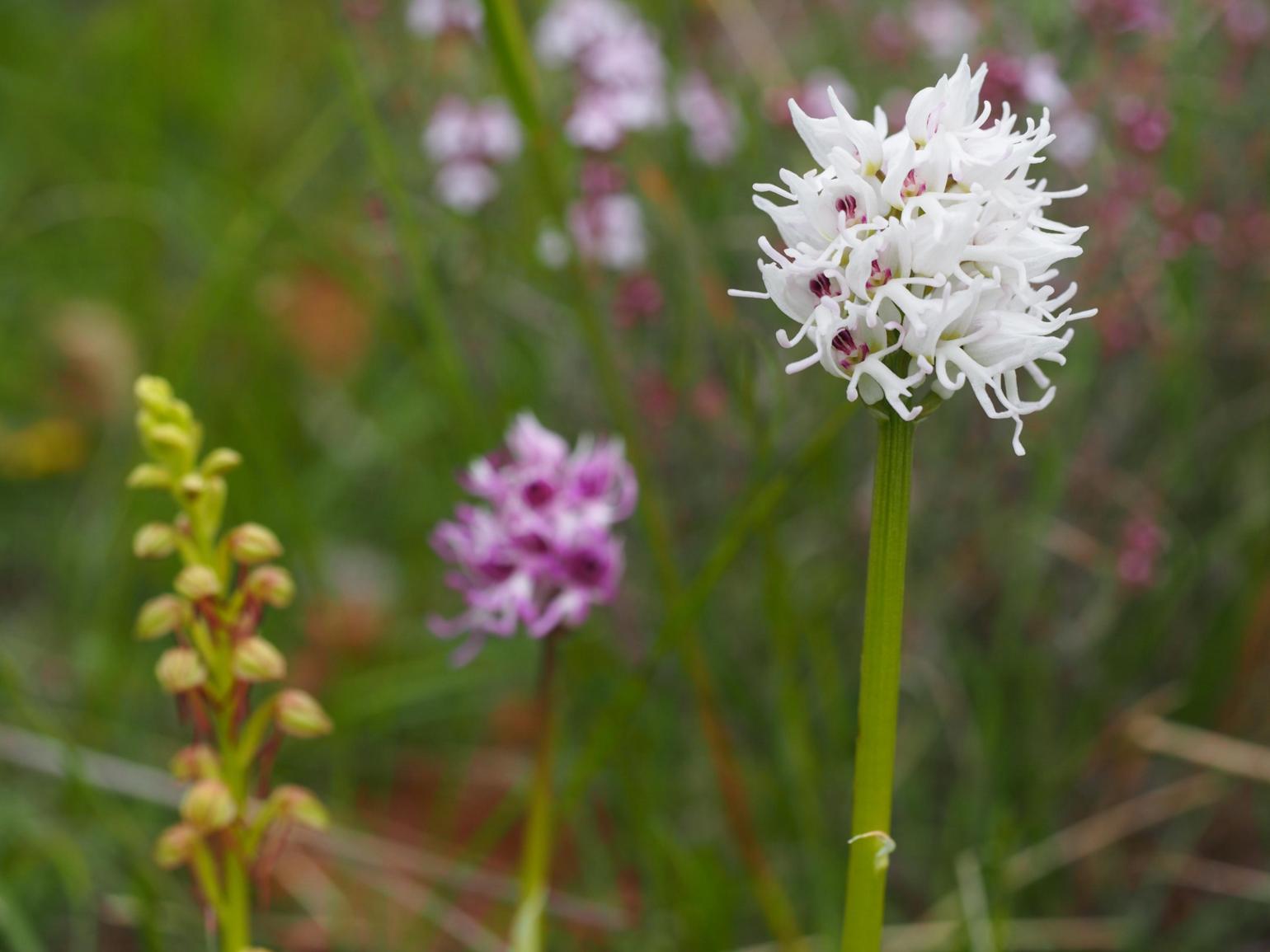 Orchid, Monkey var. hypochromia